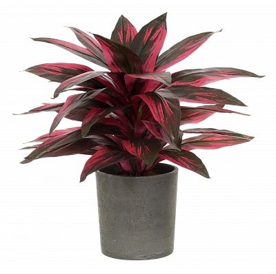 Calathea Sant cachepot Dekollete Concrete 17