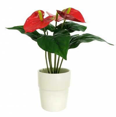 Anthurium Taru cachepot Dekollete Silver 12