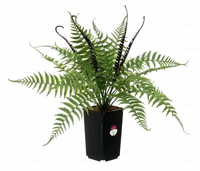 Fern Nephrolepis Vula in a cachepot