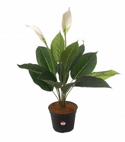 Spathiphyllum Venti