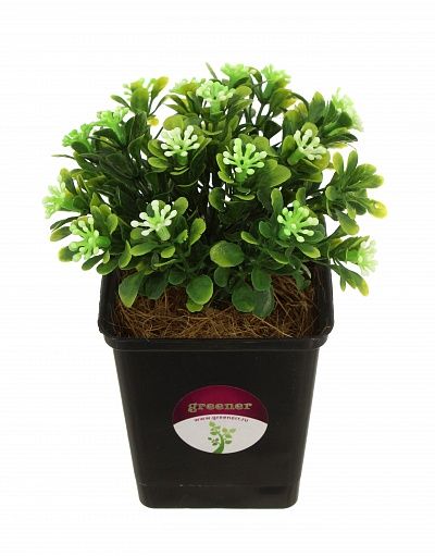 Boxwood Vali in cachepot