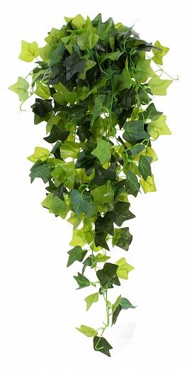 Hedera Formosa Duo