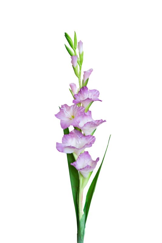 Gladiolus