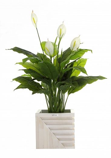 Spathiphyllum Triere cachepot Dekollete Stream