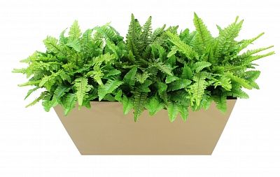 Fern Nephrolepis Jaffe cachepot Dekollete 36