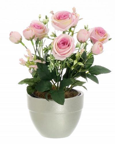 Rose Retro Planter Dekollete 12