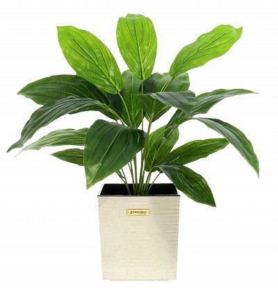 Hosta Selena cachepot Dekollete Clasico 19