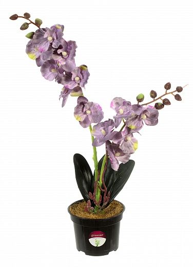 Phalaenopsis orchid Seattle