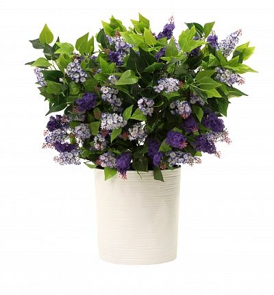 Lilac Chester Mini Cachepot Dekollete Clasico 30