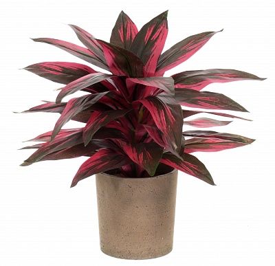 Calathea Sant cachepot Dekollete Concrete 17