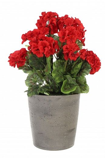 Geranium Rizado cachepot Dekollete Concrete 17