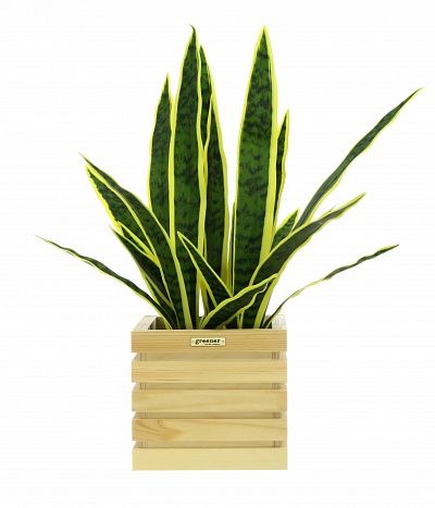 Sansevieria Gurun Cinco cachepot Dekollete Bandas 20 color