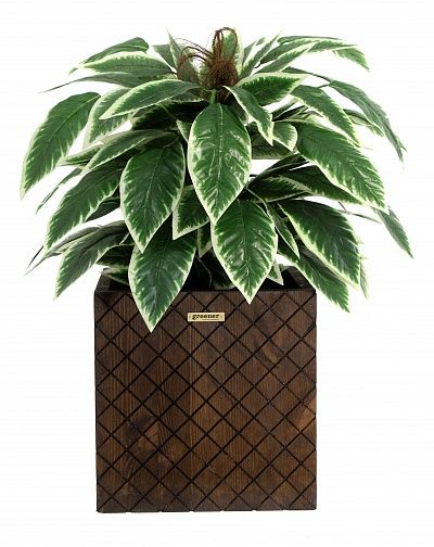 Croton Claire Cachepot Dekollete Gurido 30 color