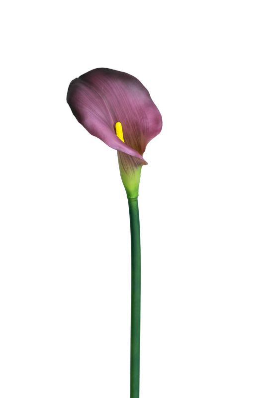 Calla Premium