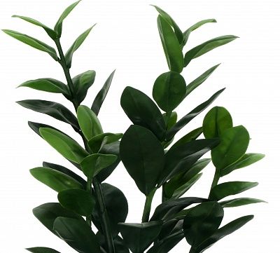 Zamioculcas Cargon Cinco