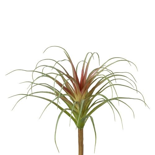 Tillandsia H27 cm green-burgundy