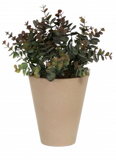 Eucalyptus Lozanne pot Dekollete Concrete 17