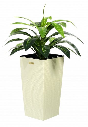 Dracaena Orli cachepot Dekollete Kuno 46