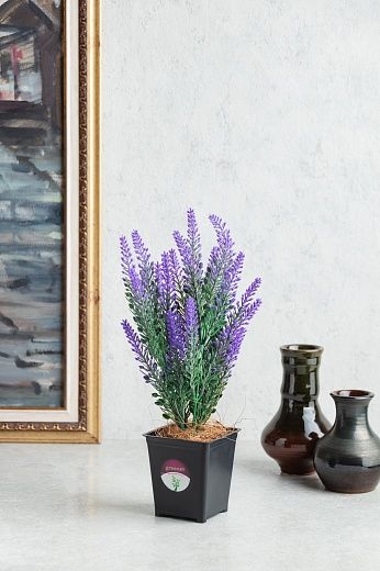 Lavender Sirt in a cachepot