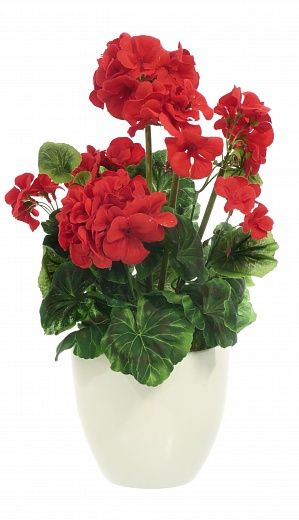 Geranium Ayal