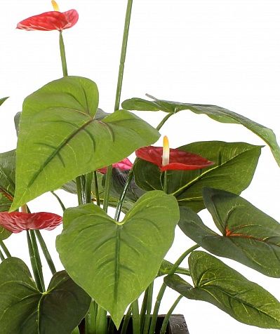 Anthurium Tavira cachepot Dekollete Gurido 20 color