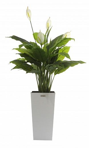 Spathiphyllum Triere cachepot Dekollete Cuno 46