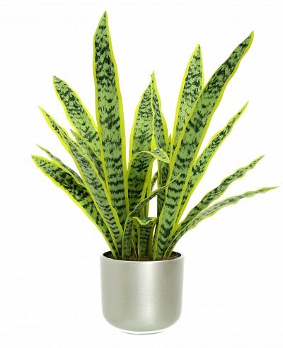 Sansevieria Gurun Cinco