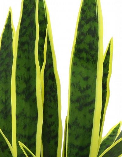 Sansevieria Gurun Cinco cachepot Dekollete Bandas 20 color