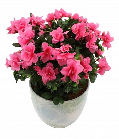 Azalea Shilly cachepot Dekollete