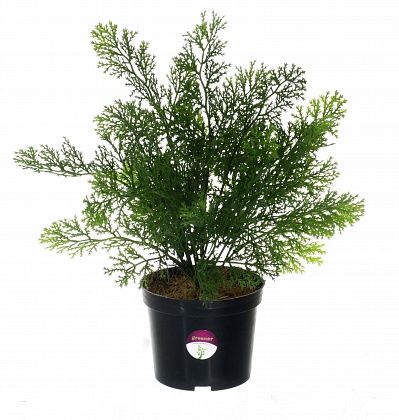 Cypress Latengo in a cachepot