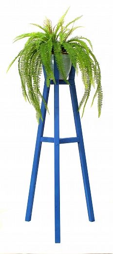 Nephrolepis Armand stand Hofu 142 Blue