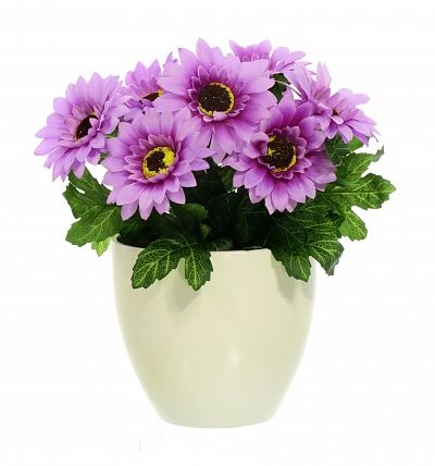 Gerbera Laura cachepot Dekollete 12 available to order 6 pieces