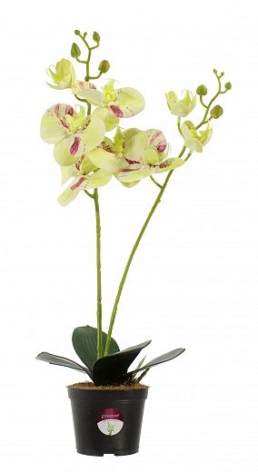 Orchid Phalaenopsis Camira