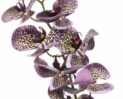 Orchid Meli planter Dekollete 12