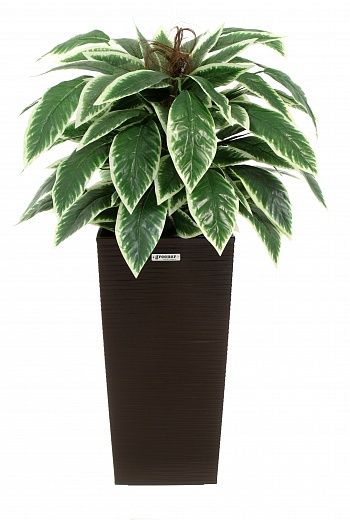 Croton Claire Cachepot Dekollete Kuno 46 Eco