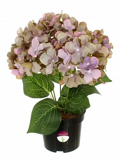 Hydrangea Satie in a cachepot