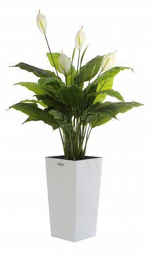 Spathiphyllum Triere cachepot Dekollete Cuno 46