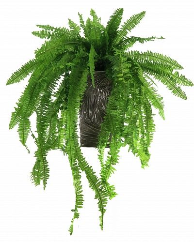 Fern Nephrolepis Casar available to order 1 piece