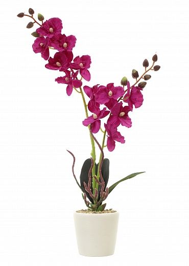 Orchid Phalaenopsis Seattle cachepot Dekollete Piccolo 8