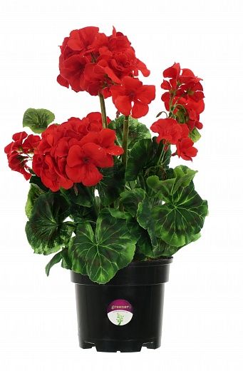 Geranium Ayal