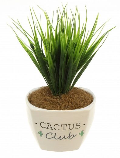 Sedge Bani cachepot Dekollete Cactus club