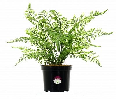 Fern Asparagus Connet in a pot