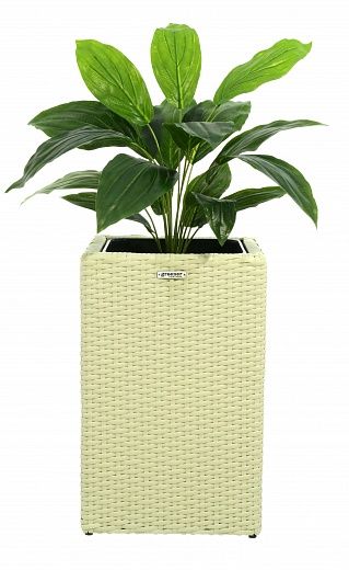 Hosta Selena cachepot Dekollete Rattan Cube 50