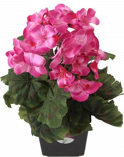 Geranium Ayal