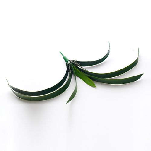 Cymbidium orchid leaves