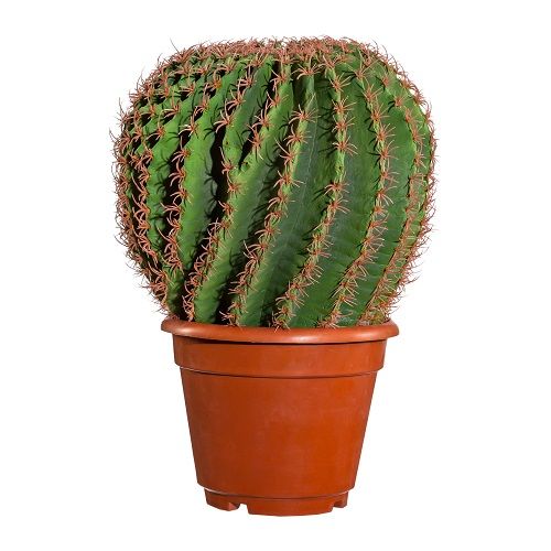 Echinopsis cactus D20 H33 cm in plastic cachepot