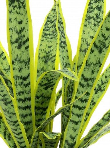 Sansevieria Gurun Cinco cachepot Dekollete Rant 19