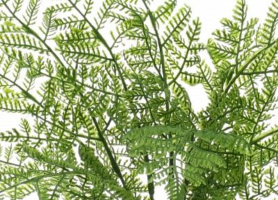 Fern Asparagus Connet Dekollete 12 pot