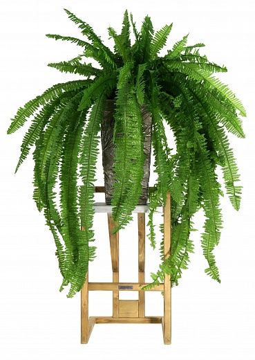 Fern Nephrolepis Casar available to order 1 piece