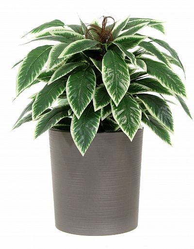 Croton Claire Cachepot Dekollete Clasico 30 Eco